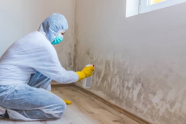 Licensed Basement Mold Removal service in Nottingham, MD - WQB Mold Removal