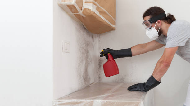 Professional Basement Mold Removal technician working in Nottingham, MD