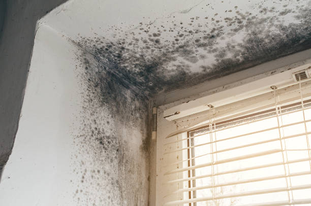 Affordable Basement Mold Removal solutions in Nottingham, MD